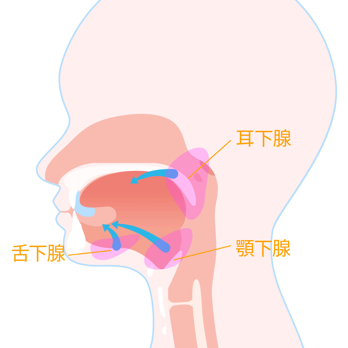 タンピローの口内炎治療